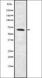Malic enzyme 2 antibody, orb378327, Biorbyt, Western Blot image 