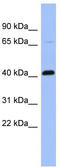 PFC antibody, TA337677, Origene, Western Blot image 