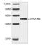 Influenza A Virus H1N1 antibody, LS-C203233, Lifespan Biosciences, Western Blot image 