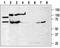 P2RX7 antibody, TA328997, Origene, Western Blot image 