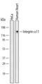 Integrin Subunit Alpha 11 antibody, MAB4235, R&D Systems, Western Blot image 