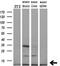 Cytochrome C Oxidase Subunit 6C antibody, M11443, Boster Biological Technology, Western Blot image 