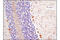 Tubulin Beta 3 Class III antibody, 4466S, Cell Signaling Technology, Immunohistochemistry paraffin image 