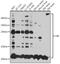 Ubiquitin C antibody, GTX33569, GeneTex, Western Blot image 