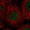 Calcium and integrin-binding family member 2 antibody, NBP1-81351, Novus Biologicals, Immunofluorescence image 