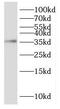 Developmental Pluripotency Associated 4 antibody, FNab02525, FineTest, Western Blot image 