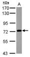 Protocadherin Beta 3 antibody, NBP2-15063, Novus Biologicals, Western Blot image 