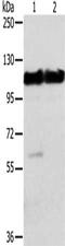 Actinin Alpha 2 antibody, CSB-PA828857, Cusabio, Western Blot image 