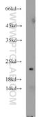 Dihydrouridine Synthase 4 Like antibody, 21870-1-AP, Proteintech Group, Western Blot image 