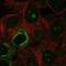 Nucleolar Protein 9 antibody, NBP2-55353, Novus Biologicals, Immunofluorescence image 
