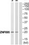 Zinc Finger Protein 695 antibody, abx015053, Abbexa, Western Blot image 