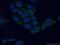 Nitrilase 1 antibody, 14380-1-AP, Proteintech Group, Immunofluorescence image 
