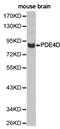 cAMP-specific 3 ,5 -cyclic phosphodiesterase 4D antibody, LS-C192856, Lifespan Biosciences, Western Blot image 
