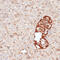 Killer Cell Immunoglobulin Like Receptor, Three Ig Domains And Long Cytoplasmic Tail 3 antibody, 13-404, ProSci, Immunohistochemistry paraffin image 