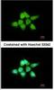Dual specificity protein phosphatase 8 antibody, NBP1-31169, Novus Biologicals, Immunofluorescence image 