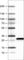 Succinate dehydrogenase [ubiquinone] iron-sulfur subunit, mitochondrial antibody, AMAb90706, Atlas Antibodies, Western Blot image 