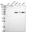 ITPRIP Like 2 antibody, NBP2-58997, Novus Biologicals, Western Blot image 
