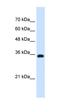 ATPase Na+/K+ Transporting Subunit Beta 1 antibody, orb330385, Biorbyt, Western Blot image 