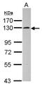 SEC24 Homolog D, COPII Coat Complex Component antibody, NBP2-20280, Novus Biologicals, Western Blot image 