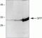 EGFP Tag antibody, 33-2600, Invitrogen Antibodies, Western Blot image 