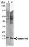 Histone H3.3 antibody, TA301483, Origene, Western Blot image 