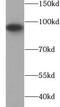 Sp1 Transcription Factor antibody, FNab10486, FineTest, Western Blot image 