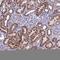 Ring Finger Protein 165 antibody, HPA047798, Atlas Antibodies, Immunohistochemistry paraffin image 