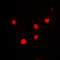 H2A Histone Family Member X antibody, LS-C352308, Lifespan Biosciences, Immunofluorescence image 