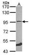 DNA replication licensing factor MCM5 antibody, GTX114090, GeneTex, Western Blot image 