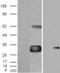 Cellular Communication Network Factor 4 antibody, LS-C55692, Lifespan Biosciences, Western Blot image 