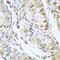 Ribonuclease A Family Member 13 (Inactive) antibody, FNab07326, FineTest, Immunohistochemistry frozen image 