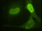 Lamin A/C antibody, IQ608, Immuquest, Immunofluorescence image 