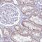 Bardet-Biedl Syndrome 1 antibody, NBP2-34106, Novus Biologicals, Immunohistochemistry paraffin image 