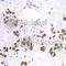 Dopamine Receptor D1 antibody, A2893, ABclonal Technology, Immunohistochemistry paraffin image 