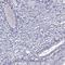 Parathormone antibody, HPA048540, Atlas Antibodies, Immunohistochemistry frozen image 
