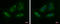Protein Only RNase P Catalytic Subunit antibody, GTX121658, GeneTex, Immunocytochemistry image 