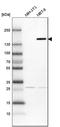 Protein FAM83H antibody, HPA024505, Atlas Antibodies, Western Blot image 