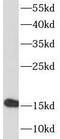 Metastasis-suppressor KiSS-1 antibody, FNab04592, FineTest, Western Blot image 