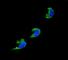 Cytochrome P450 Family 1 Subfamily A Member 2 antibody, F41377-0.4ML, NSJ Bioreagents, Western Blot image 