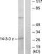 Tyrosine 3-Monooxygenase/Tryptophan 5-Monooxygenase Activation Protein Gamma antibody, TA312741, Origene, Western Blot image 