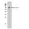 IQ Motif Containing B1 antibody, LS-C384811, Lifespan Biosciences, Western Blot image 