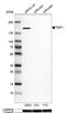 TATA element modulatory factor antibody, NBP1-90117, Novus Biologicals, Western Blot image 