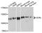 Inositol polyphosphate 5-phosphatase OCRL-1 antibody, A02042-1, Boster Biological Technology, Western Blot image 