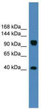 CNTN1 antibody, TA342612, Origene, Western Blot image 