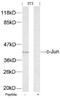 Jun Proto-Oncogene, AP-1 Transcription Factor Subunit antibody, 79-522, ProSci, Western Blot image 
