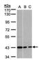 G Protein Subunit Alpha I3 antibody, PA5-27940, Invitrogen Antibodies, Western Blot image 