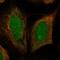 Ribosomal RNA-processing protein 44 antibody, HPA039281, Atlas Antibodies, Immunofluorescence image 