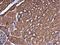 Filamin B antibody, NBP2-43732, Novus Biologicals, Immunohistochemistry frozen image 