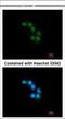 Syntaxin-binding protein 2 antibody, NBP1-33306, Novus Biologicals, Immunocytochemistry image 