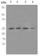 Peroxiredoxin-6 antibody, TA307267, Origene, Western Blot image 